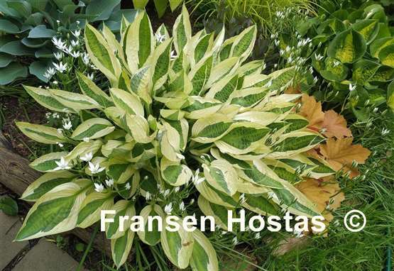 Hosta Yellow Polka Dot Bikini